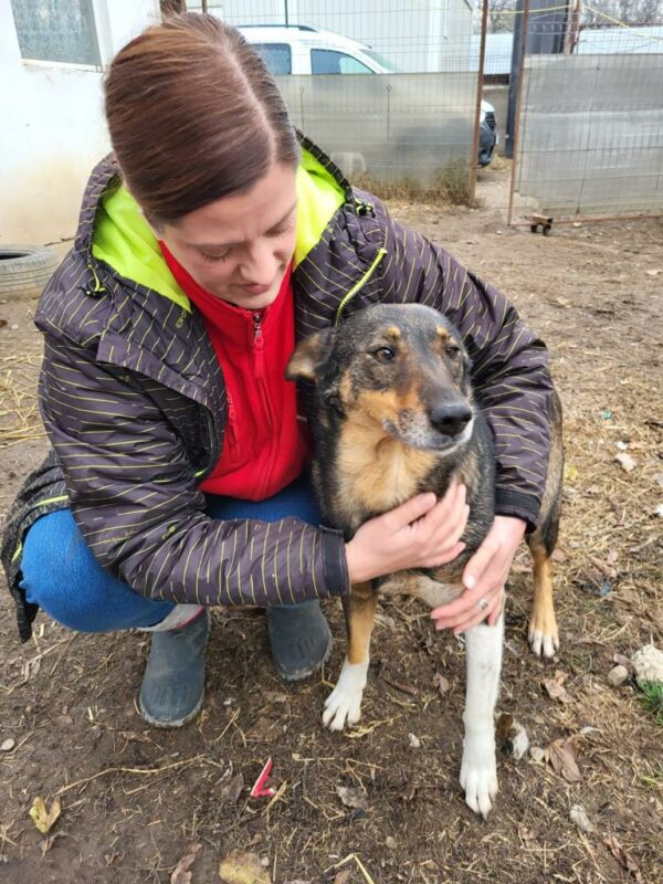 MISS SOPHIE (♀) - seit 2023 im Shelter – Bild 12
