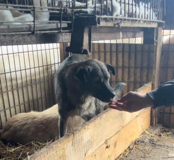 JANJA - ausgereist zur Tierhilfe Lebenswert – Bild 5