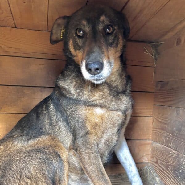 MISS SOPHIE (♀) - seit 2023 im Shelter – Bild 11