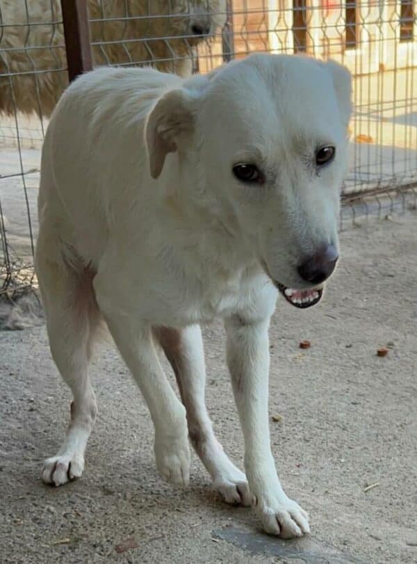 MALIKO (♂) - neurologischer Notfall - Gnadenplatz gesucht - seit mind. 2022 im Shelter – Bild 3