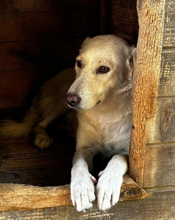MALIKO (♂) - neurologischer Notfall - Gnadenplatz gesucht - seit mind. 2022 im Shelter – Bild 18
