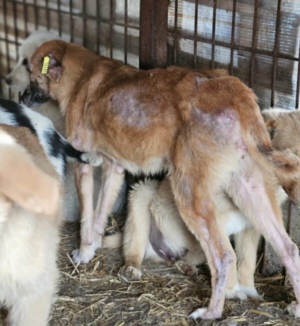 CHARLIE (♀) - med. Notfall im Shelter - jetzt auf PDR PS im PLZ Bezirk 35 – Bild 4