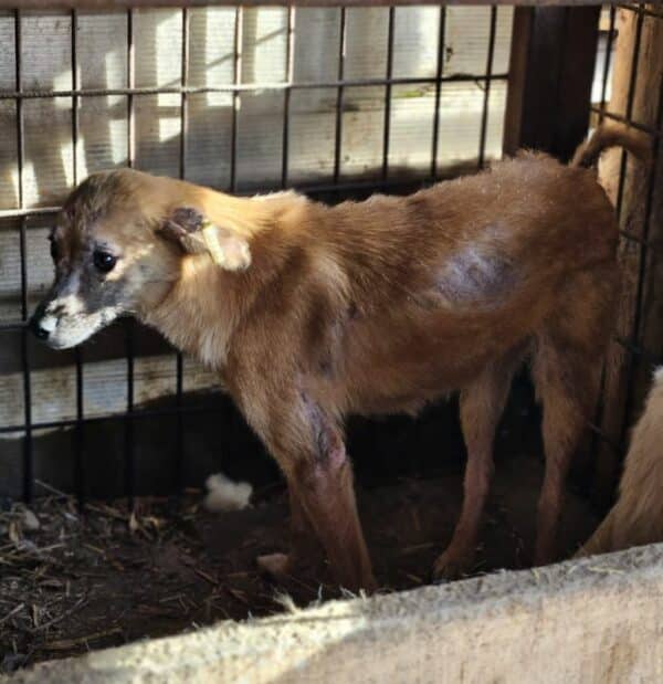 CHARLIE (♀) - med. Notfall im Shelter - jetzt auf PDR PS im PLZ Bezirk 35 – Bild 5