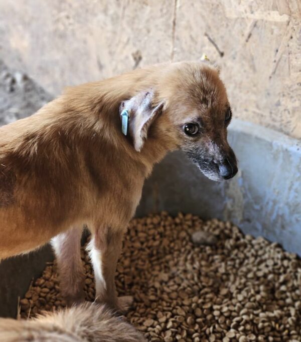 CHARLIE (♀) - med. Notfall im Shelter - jetzt auf PDR PS im PLZ Bezirk 35 – Bild 2