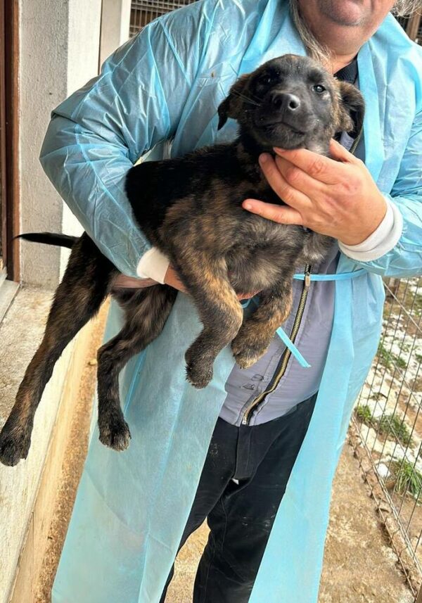 BILLIE (♀) - ausgereist zum TH Tuttlingen – Bild 3
