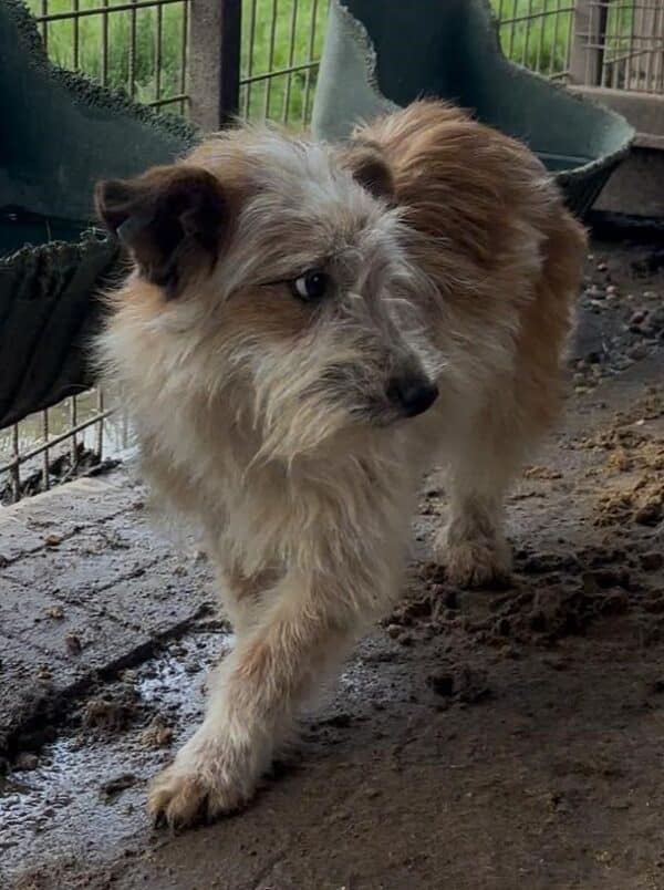 KIRO (♂) – Bild 3