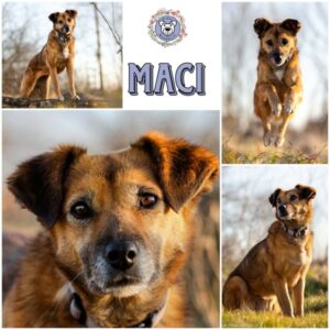 MACI (♀) in 32657 Lemgo