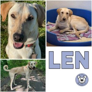 LEN (♂) in 21435 Stelle