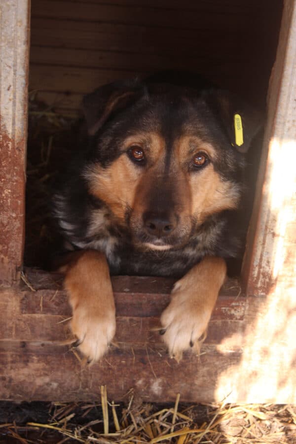AXL (♂) - hat es in seinem Kennel nicht leicht! – Bild 12