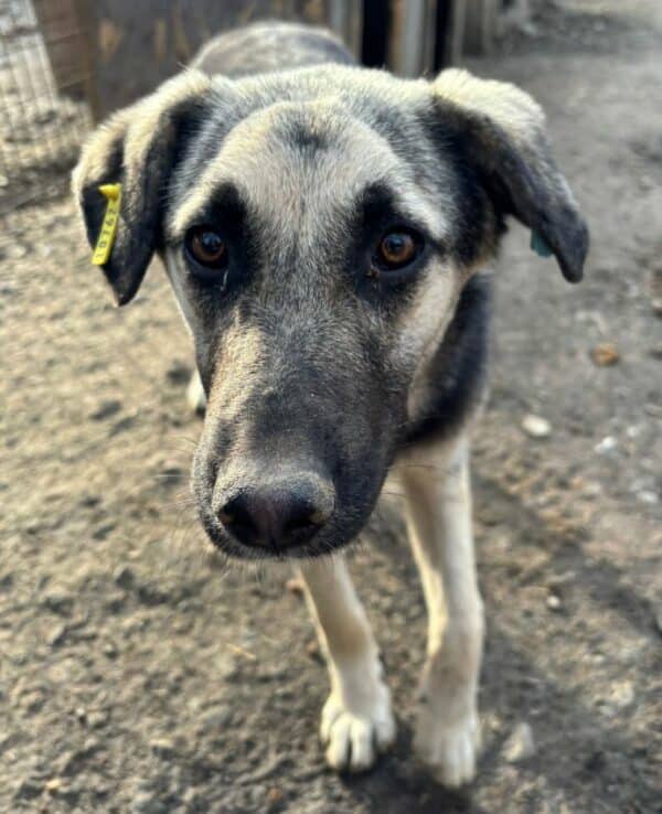 NESSA (♀) – Bild 4