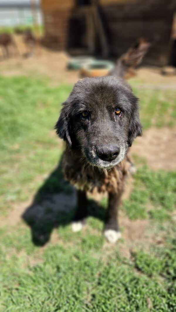 REGE (♂) - seit mind. 2023 im Shelter - reserviert Cani Maremmani (AL 30.06.) – Bild 7