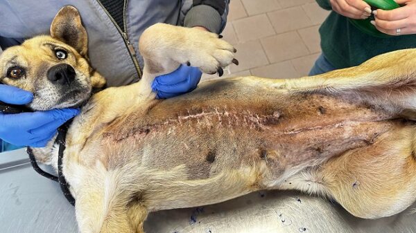IZZIE (♀) - auf PDR PS in PLZ 5 – Bild 10