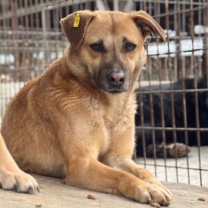 DELALI (♀) - Notfall - zu dünn, kommt schlecht zurecht - seit 2023 im Shelter