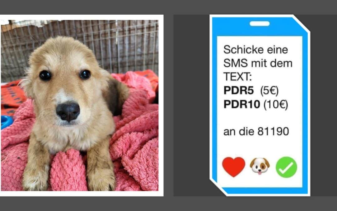 🐶💰 Für 1000€ Mikrochips bestellt: Bitte helft uns bei den Kosten!