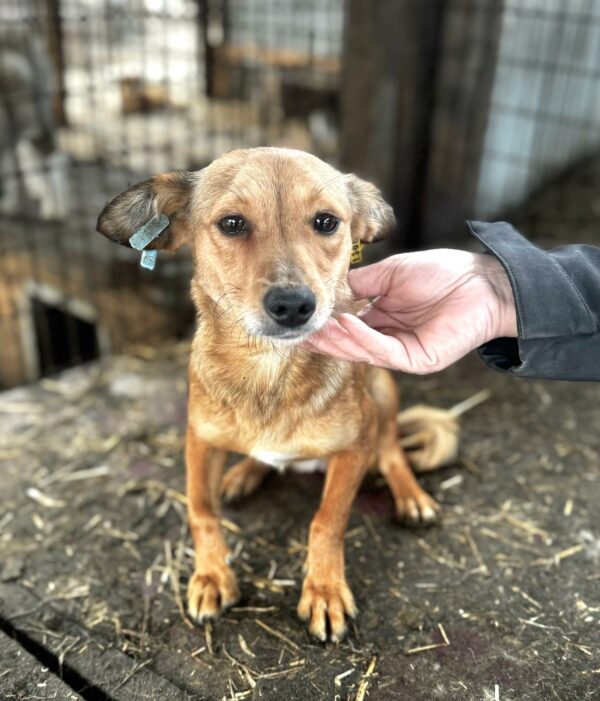 LINDIA (♀) - sehr dünn, gestresst im völlig überfüllten Kennel - ausgereist zu Vierbeiner in Not