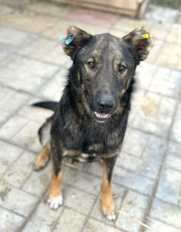 HACHIKO (♂) - kommt nicht gut zurecht, dominanter Rüde mit im Kennel – Bild 5