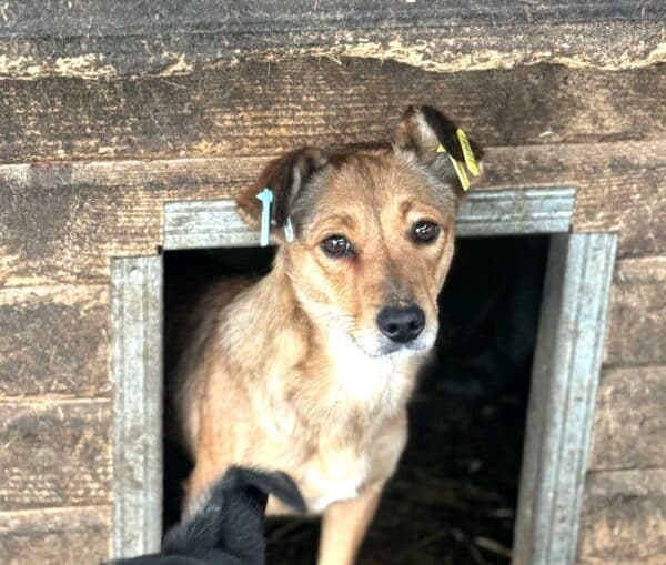 LINDIA (♀) - sehr dünn, gestresst im völlig überfüllten Kennel - ausgereist zu Vierbeiner in Not – Bild 2