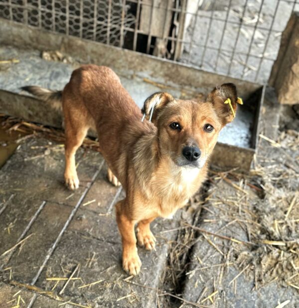 LINDIA (♀) - sehr dünn, gestresst im völlig überfüllten Kennel - ausgereist zu Vierbeiner in Not – Bild 3