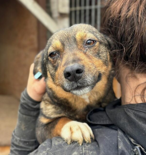 LISSA (♀) - ausgereist zur Tierhilfe Lebenswert – Bild 2