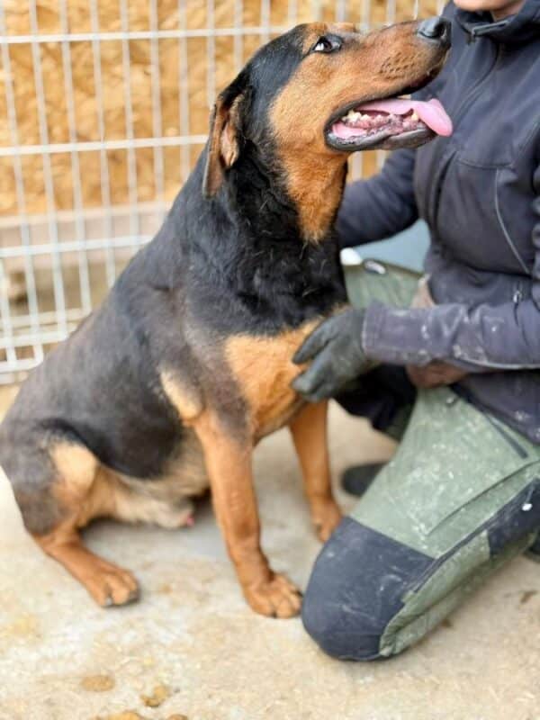 KITO (♂) – Bild 2