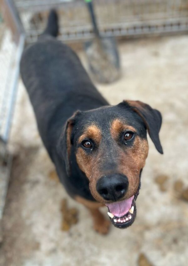 KITO (♂) – Bild 3