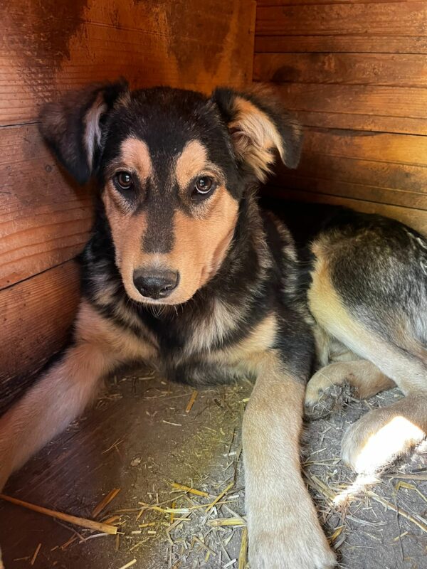 REMO (♂) – Bild 6