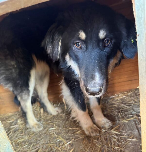 MALEIKA (♀) – Bild 2