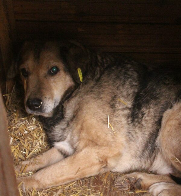 MOZZIE (♂) - NOTFALL: Hautprobleme, rechts starke Augenentzündung, evtl. blind – Bild 4