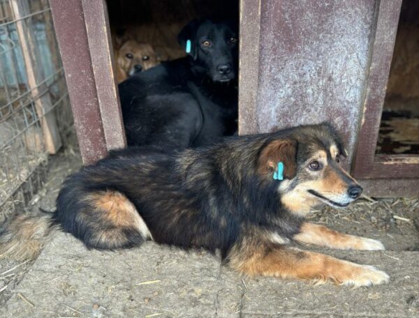 TUMMI (♀) - seit 2021 im Shelter – Bild 13