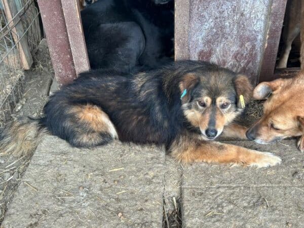 TUMMI (♀) - seit 2021 im Shelter – Bild 14
