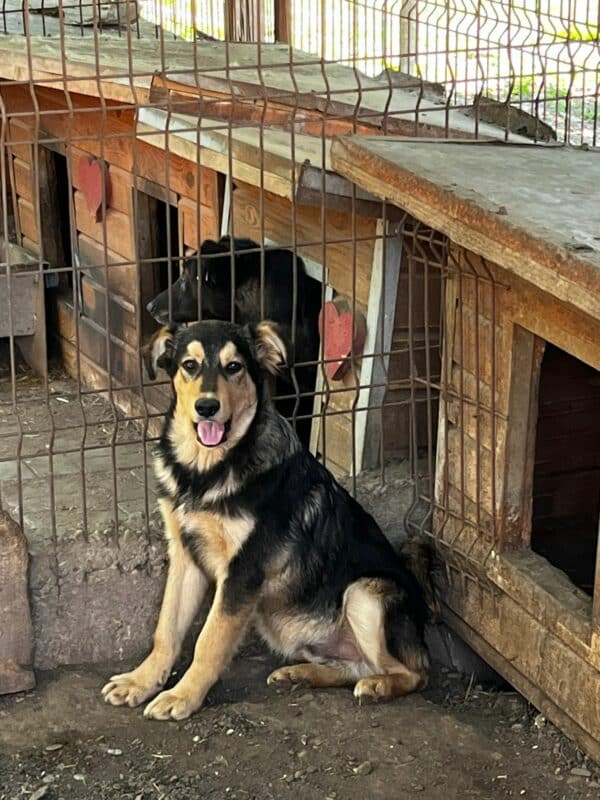 REMO (♂) – Bild 7