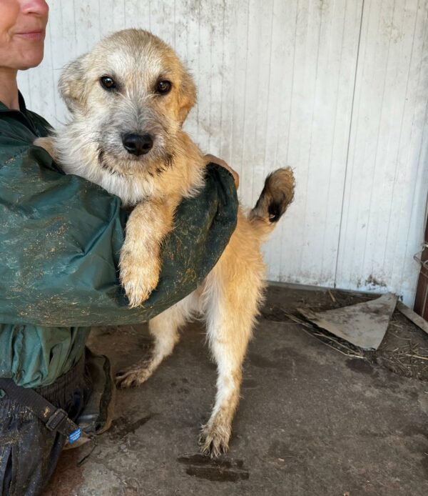 BOOMER (♂) - ausgereist zum TH Lingen – Bild 3