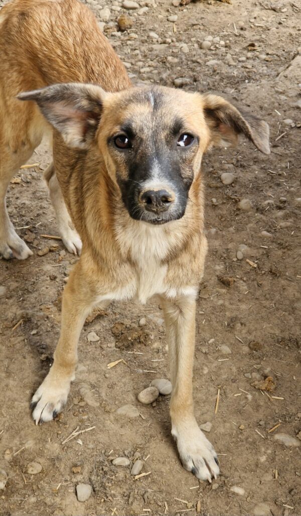 THEODORO (♂) – Bild 4