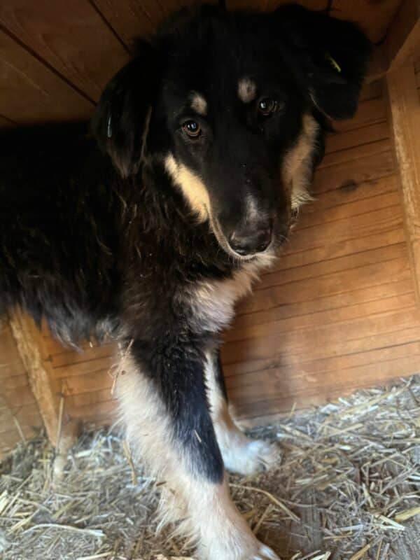 MALEIKA (♀) – Bild 3