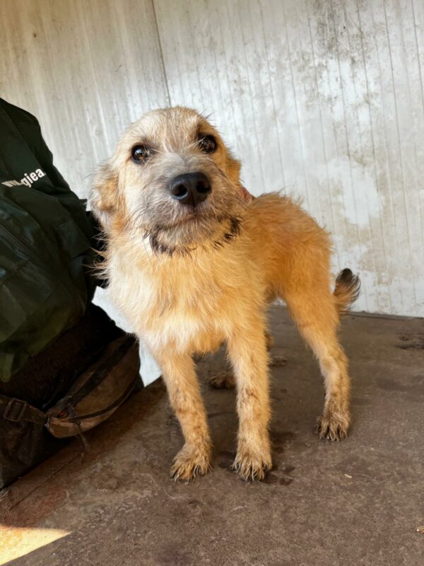 BOOMER (♂) - ausgereist zum TH Lingen – Bild 5