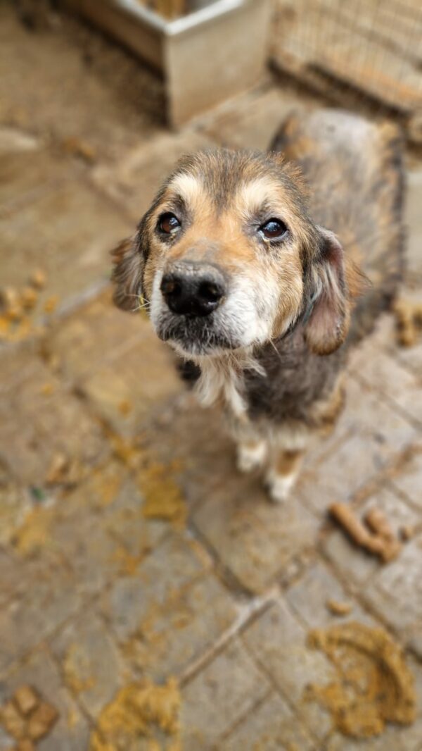 JONAS (♂) - Notfall-Senior - ausgereist zu TINO – Bild 4