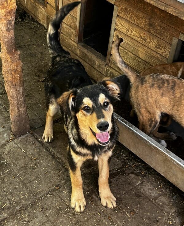 REMO (♂) – Bild 9
