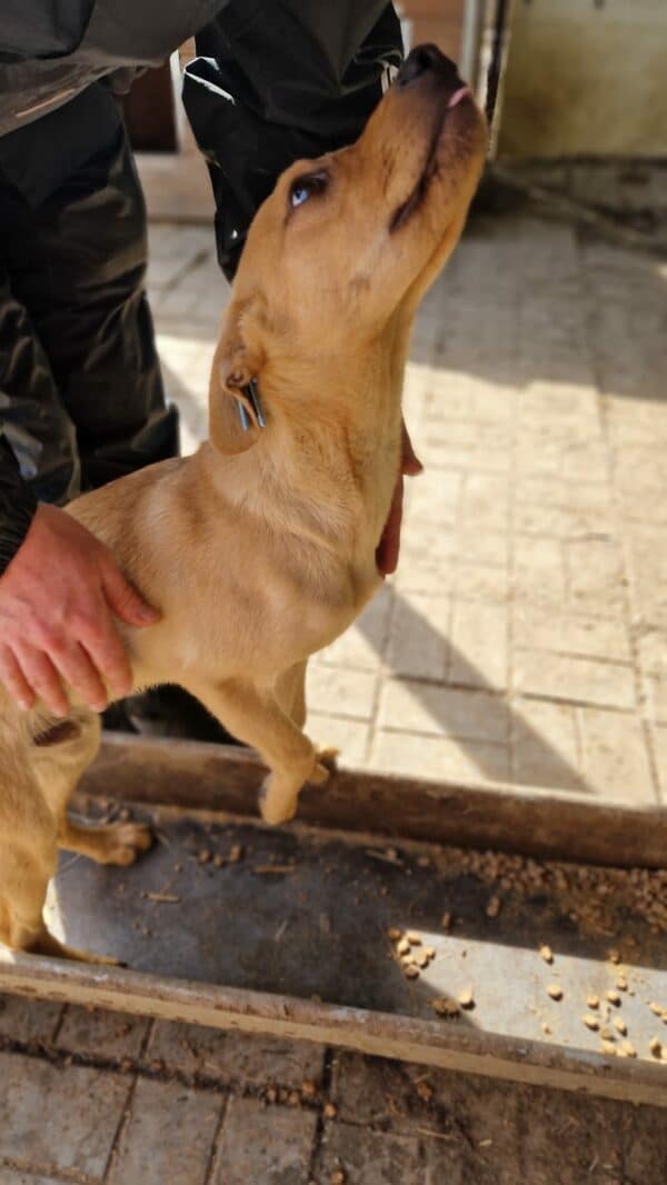 FOXFORD (♂) – Bild 6