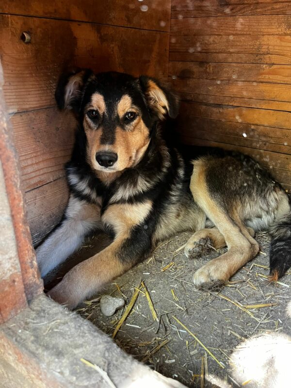 REMO (♂) – Bild 8