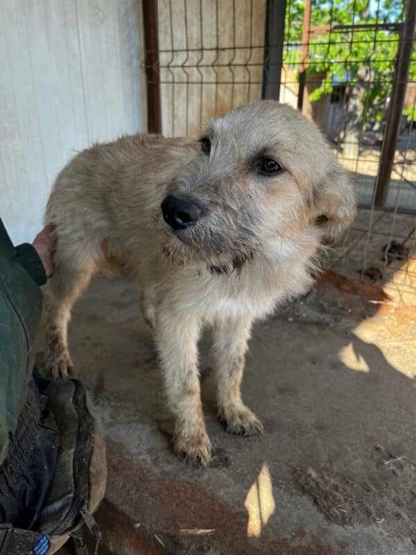 BOOMER (♂) - ausgereist zum TH Lingen – Bild 6