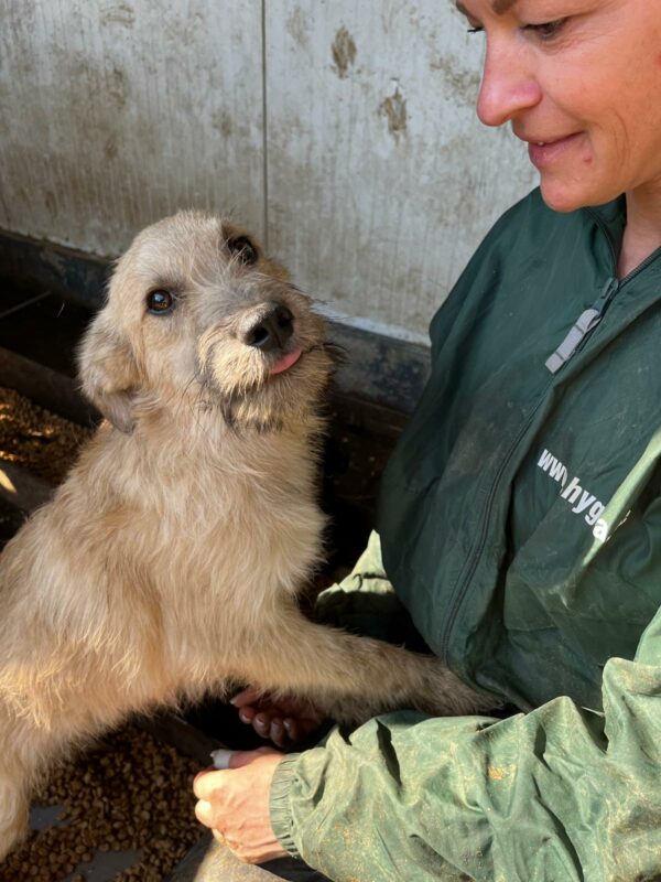 BOOMER (♂) - ausgereist zum TH Lingen – Bild 2