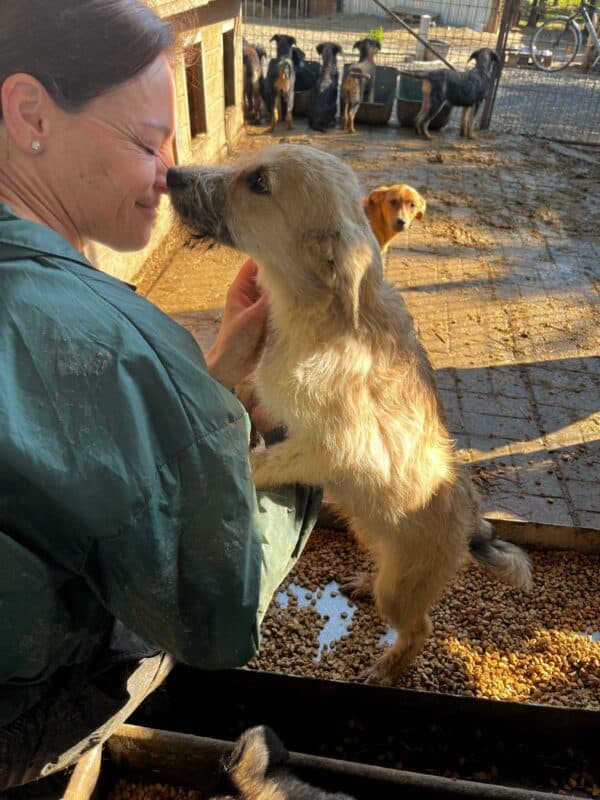 BOOMER (♂) - ausgereist zum TH Lingen – Bild 4