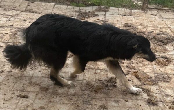 MALEIKA (♀) – Bild 5