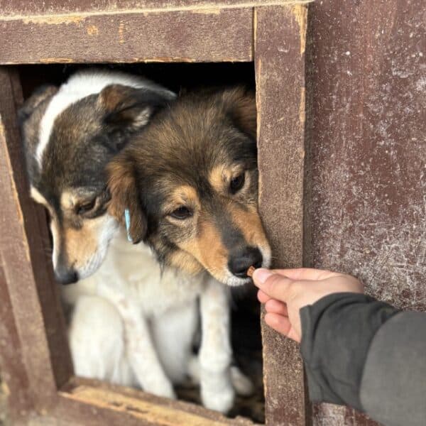 TUMMI (♀) - seit 2021 im Shelter – Bild 12