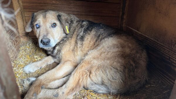 MOZZIE (♂) - NOTFALL: Hautprobleme, rechts starke Augenentzündung, evtl. blind – Bild 2