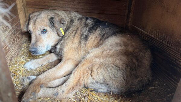 MOZZIE (♂) - NOTFALL: Hautprobleme, rechts starke Augenentzündung, evtl. blind – Bild 3