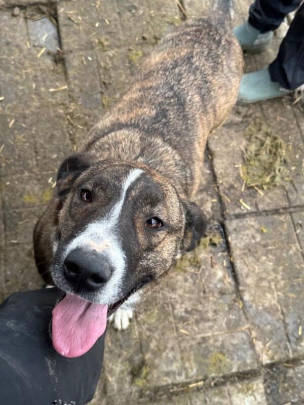 PEPINA (♀) – Bild 2