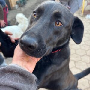 TRÜFFEL (♂) (*BRUNO)