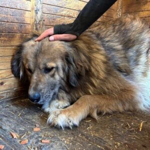 AMBERLY (♀) - Notfall, massive Hinterhandprobleme, dringend ebenerdiger Platz gesucht!