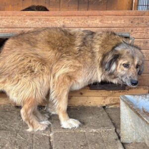 AMBERLY (♀) - Notfall, massive Hinterhandprobleme, dringend ebenerdiger Platz gesucht!
